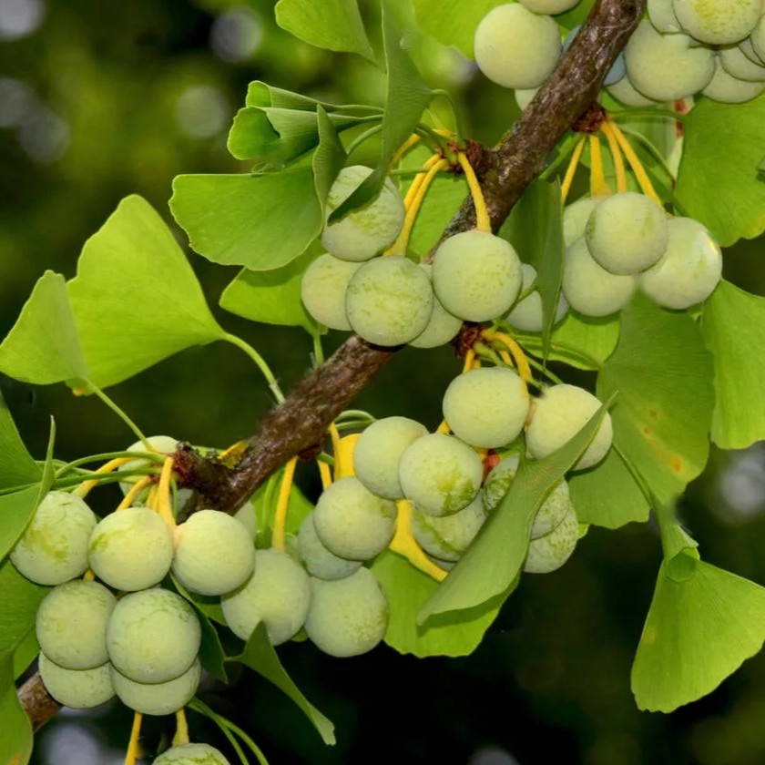 Ginkgo-Biloba-Extrakt